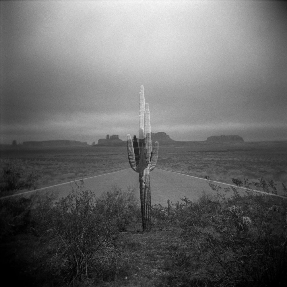 monumental cactus