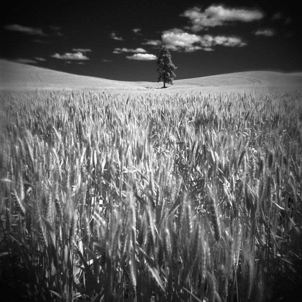 palouse 2