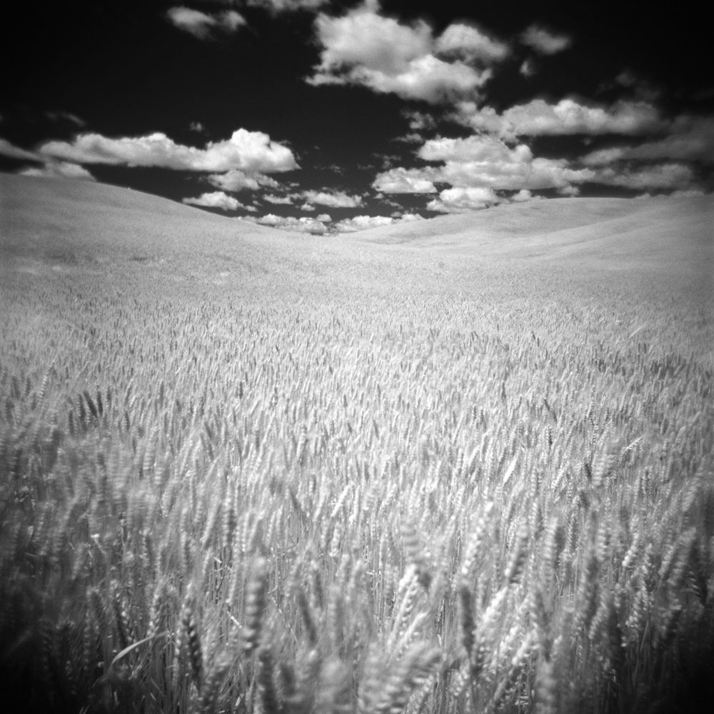 palouse 15