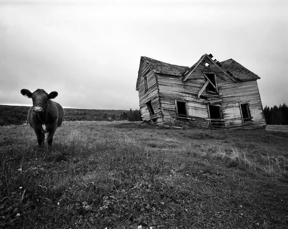 bovine bungalow