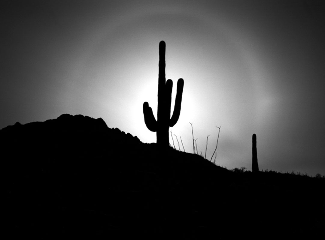 desert moonglow