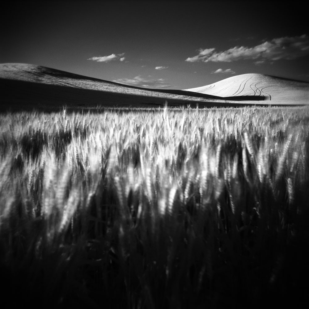 palouse 12